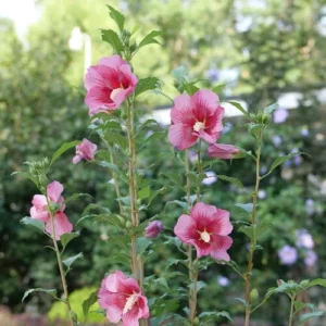 Red Pillar Rose of Sharon Shrub - 4 Inch Pot - Red & Pink Flowers