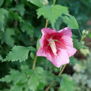 Red Pillar Rose of Sharon Shrub - 4 Inch Pot - Red & Pink Flowers