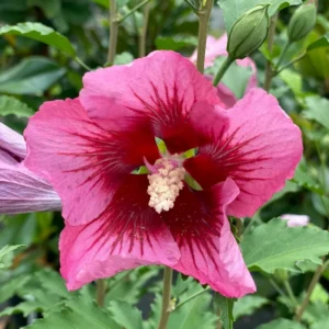 Red Pillar Rose of Sharon Shrub - 4 Inch Pot - Red & Pink Flowers