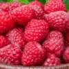 Red Raspberry Plant - 3 Nantahala Rubus Starter Plants - Edible Perennial Fruit