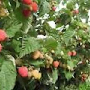Red Raspberry Plant - 3 Nantahala Rubus Starter Plants - Edible Perennial Fruit