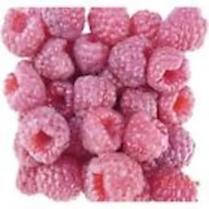 Red Raspberry Plant - 3 Nantahala Rubus Starter Plants - Edible Perennial Fruit