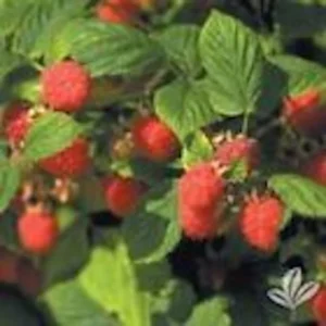 Red Raspberry Plant - 3 Nantahala Rubus Starter Plants - Edible Perennial Fruit