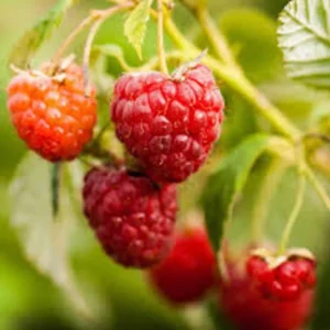 Red Raspberry Plant - 3 Nantahala Rubus Starter Plants - Edible Perennial Fruit