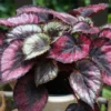 Red Rex Begonia Plant - 2.5" Pot - Easy to Grow Houseplant