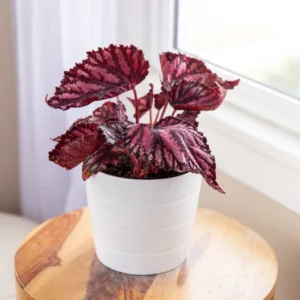 Red Rex Begonia Plant - 2.5