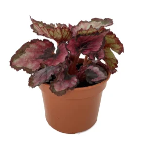Red Rex Begonia Plant - 2.5