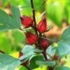 Red Roselle Hibiscus Plant Live - 4 Inch Pot, Red Sorrel Jamaica Plant, Flowers