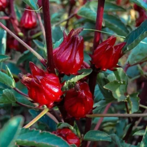 Red Roselle Hibiscus Plant Live - 4 Inch Pot, Red Sorrel Jamaica Plant, Flowers