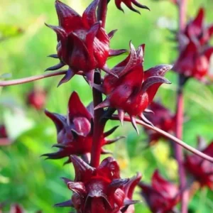 Red Roselle Hibiscus Plant Live - 4 Inch Pot, Red Sorrel Jamaica Plant, Flowers