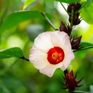 Red Roselle Hibiscus Plant Live - 4 Inch Pot, Red Sorrel Jamaica Plant, Flowers