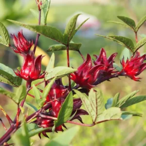 Red Roselle Hibiscus Plant Live - 4 Inch Pot, Red Sorrel Jamaica Plant, Flowers