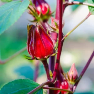 Red Roselle Hibiscus Plant Live - 6-12 Inch Tall - 4 Inch Pot - Ready to Grow Outdoor