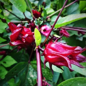 Red Roselle Hibiscus Plant Live - 6-12 Inch Tall - 4 Inch Pot - Ready to Grow Outdoor