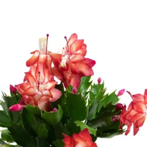 Red Schlumbergera Plants - Holiday Cactus - 3 Inch Pot - Indoor or Outdoor