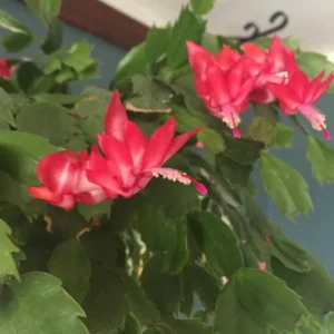Red Schlumbergera Plants - Holiday Cactus - 3 Inch Pot - Indoor or Outdoor