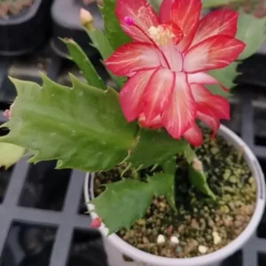 Red Schlumbergera Plants - Holiday Cactus - 3 Inch Pot - Indoor or Outdoor