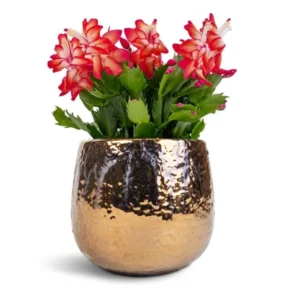 Red Schlumbergera Plants - Holiday Cactus - 3 Inch Pot - Indoor or Outdoor