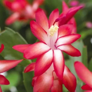 Red Schlumbergera Plants - Holiday Cactus - 3 Inch Pot - Indoor or Outdoor