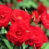 Red Sunblaze - Miniature Rose Live Plant - Bush Shrub - Herbs Houseplants - Small Garden