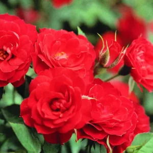 Red Sunblaze - Miniature Rose Live Plant - Bush Shrub - Herbs Houseplants - Small Garden