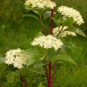 Red Twig Dogwood Shrub 12 to 24in Red Coral Cornus Sericea Landscape Plant