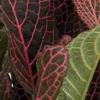 Red Veined Nerve Plant Fittonia 4 Inch Pot Easy Care Houseplant
