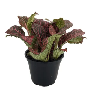 Red Veined Nerve Plant Fittonia 4 Inch Pot Easy Care Houseplant