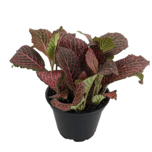 Red Veined Nerve Plant Fittonia 4 Inch Pot Easy Care Houseplant