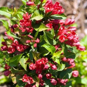 Red Weigela Sonic Bloom Lipstick Red Everblooming Shrub 4 inch Pot