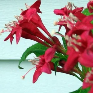 Red Weigela Sonic Bloom Lipstick Red Everblooming Shrub 4 inch Pot