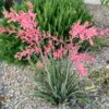 Red Yucca Coral Hummingbird Succulent Live Plant - 4 inch Pot