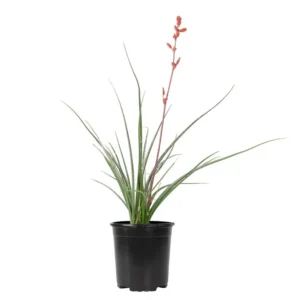 Red Yucca Coral Hummingbird Succulent Live Plant - 4 inch Pot