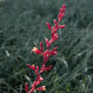 Red Yucca Coral Hummingbird Succulent Live Plant - 4 inch Pot