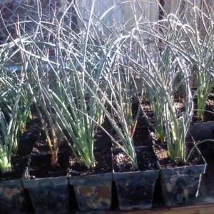 Red Yucca Coral Hummingbird Succulent Live Plant - 4 inch Pot