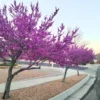 Redbud Eastern Live Plants - 5 Bareroot Flowering Trees - Red