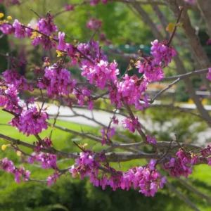 Redbud Eastern Live Plants - 5 Bareroot Flowering Trees - Red