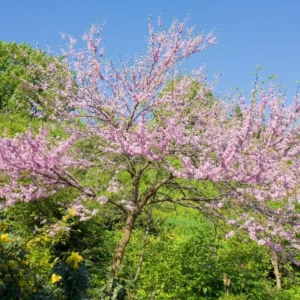 Redbud Eastern Live Plants - 5 Bareroot Flowering Trees - Red