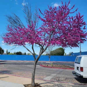 Redbud Eastern Live Plants - 5 Bareroot Flowering Trees - Red