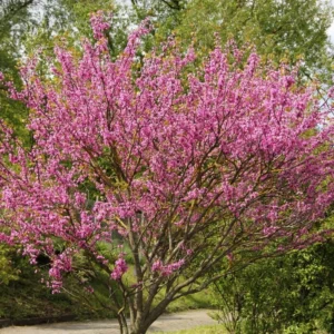 Redbud Eastern Live Plants - 5 Bareroot Flowering Trees - Red