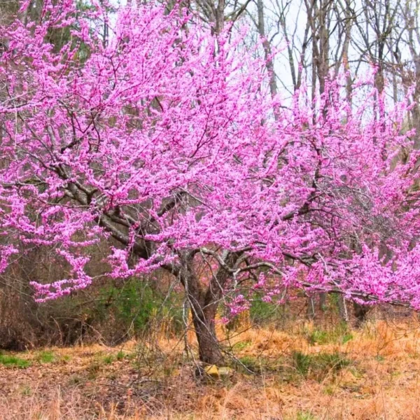 Redbud Tree Live Plant - Quart Pot, 6-12 Inch, Purple Lavender Blooms