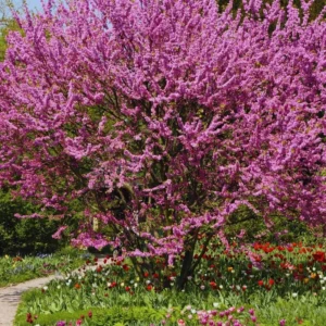 Redbud Tree Live Plant - Quart Pot, 6-12 Inch, Purple Lavender Blooms
