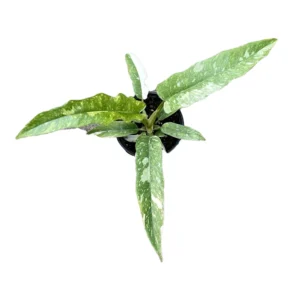 Ring of Fire Philodendron - 4 Inch Potted Houseplant Rare Variety
