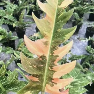 Ring of Fire Philodendron - 4 Inch Potted Houseplant Rare Variety