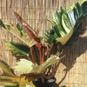 Ring of Fire Philodendron - 4 Inch Potted Houseplant Rare Variety