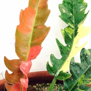 Ring of Fire Philodendron - 4 Inch Potted Houseplant Rare Variety