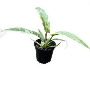 Ring of Fire Philodendron - 4 Inch Potted Houseplant Rare Variety