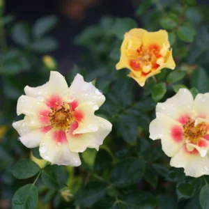 Ringo Landscape Rose - Proven Winners - 4 Inch Potted Rose Plant - Multi-Color Blooms