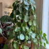 Ripple Chinese Money Plant Peperomia Rana Verde - 2.5" Pot - Indoor Plant