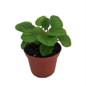 Ripple Chinese Money Plant Peperomia Rana Verde - 2.5